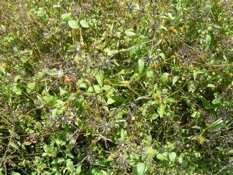 blackjack nutrition|What to Know About Blackjack (Bidens Pilosa) .
